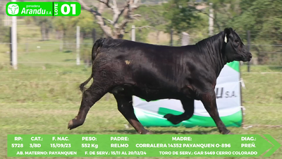 Lote LOTE 1