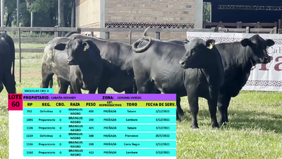 Lote LOTE 60 - VAQUILLAS PREÑADAS CBO 0