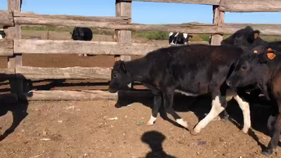  14 Vacas de Invernada  - kg en San José Pavon
