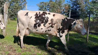 Lote 7 Vacas de Invernada Normando 500kg -  en Ruta 23 km/105