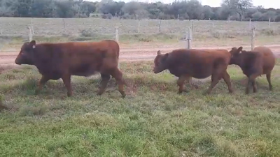 Lote (Vendido)6 Terneras AA 160kg -  en Viboras y Vacas