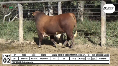 Lote Toros Braford, Loma Plata