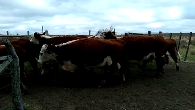 Lote (Vendido)9 Vacas de Invernada 350kg -  en PUNTAS DEL PERDIDO