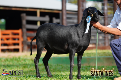 Lote Nacional Santa Inés Bozal - Lote 45