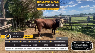 Lote 1 Toros en Sauce, Canelones