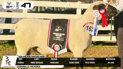 Lote LOTE 47- BOZAL