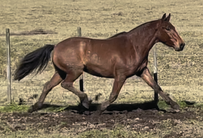 Lote PAULISTA ESPARTACO