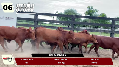 Lote LOTE 6