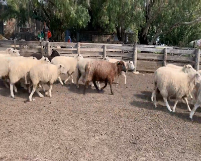 Lote (Vendido)43 Ovejas MILCHAF X TEXEL 60kg - , Colonia