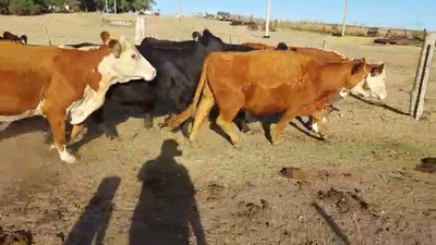 Lote 13 Vacas de Invernada Hereford y Cruza en Libertad