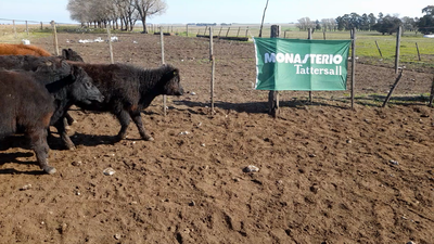 Lote 55 Terneros/as LAPRIDA