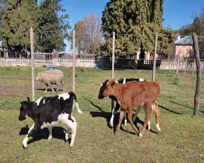 Lote (Vendido)8 Mixto 2 AA X HO,  1 RA X HO, 4 HO Y 1 HO X HE 52kg - , Colonia