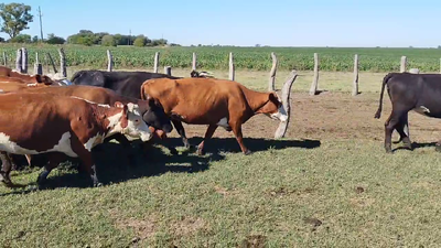 Lote 23 Vacas de invernar en Maciá, Entre Ríos