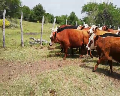 Lote 30 Vacas de invernar en Federal, Entre Ríos