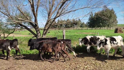 Lote (Vendido)20 Terneros 4 AA X HO,  6 KIWY,  Y 10HO 100kg - , Soriano