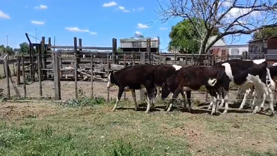 Lote TERNEROS HOLANDO