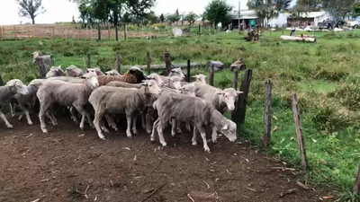 Lote 125 Ovejas Merino de Juan González