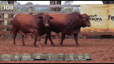 Lote LOTE 108