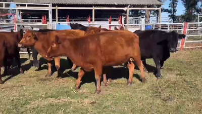 Lote 12 Vacas usadas preñadas en Gral. Paz, Buenos Aires