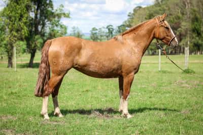 Lote Dona Flor 598 De La Casilla