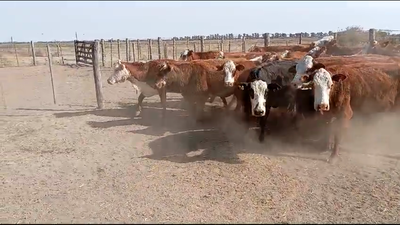 Lote 26 Vacas Braford y sus cruzas en Tostado, Santa Fe