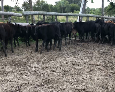 Lote 75 Terneros en Formosa, Formosa