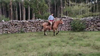 Lote YEGUA
