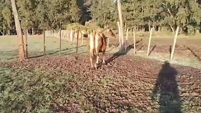 Lote Vacas de Invernada JERSEY 400kg - , San José