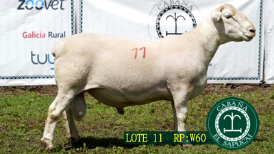 Lote RP W60