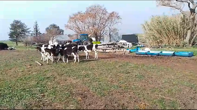 Lote 10 Terneros Holando en Mundo Azul