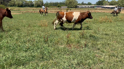 Lote 28 Novillo Engorda en San Clemente, VII Región Maule