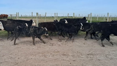 Lote 118 Terneras en Costas de Ayala, Treinta y Tres