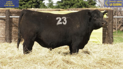 Lote TOROS ANGUS PURO CONTROLADO