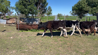 Lote TERNERAS