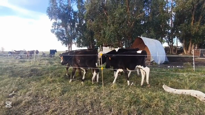 Lote TERNEROS HOLANDO