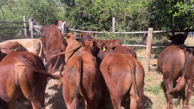 Lote 20 Ternero en San Pedro, Región Metropolitana