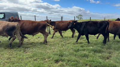 Lote NOVILLOS 1 a 2 AÑOS
