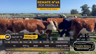 Lote 10 Novillos en Solis chico, Canelones