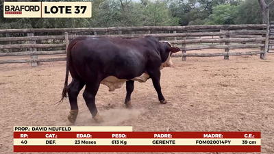 Lote LOTE 37 - MACHOS DE CAMPO