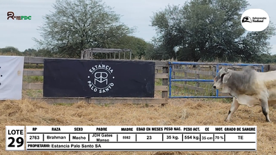 Lote Toros Brahman, Loma Plata