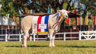 Lote LOTE 41