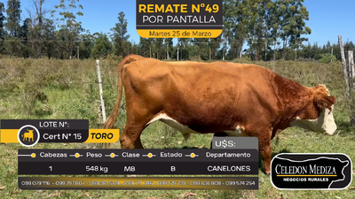 Lote 1 Toros en Otra Localidad, Canelones