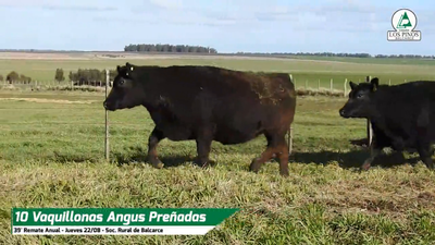 Lote VQ ANGUS