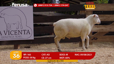 Lote Lote 36