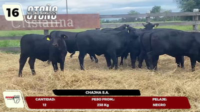 Lote LOTE 16