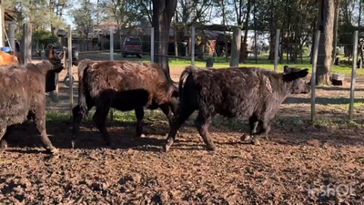 Lote 65 Vaquillonas en Saladillo, Buenos Aires