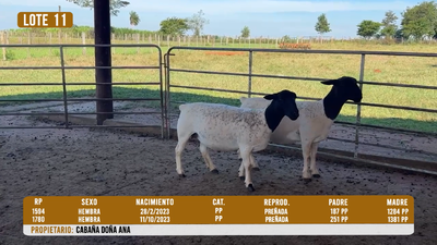 Lote LOTE 11