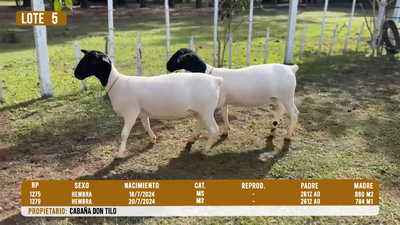 Lote LOTE 5