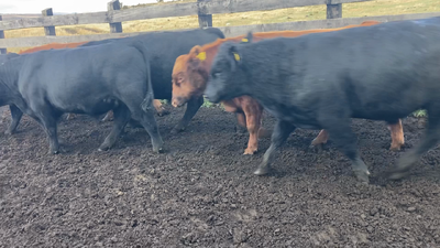 Lote 20 Torete en Coyhaique, XI Región Aysén