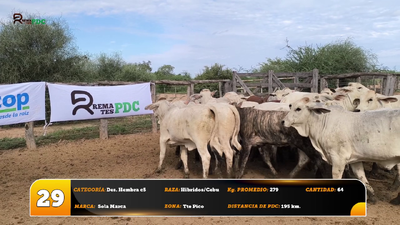 Lote Des. Hembra c5